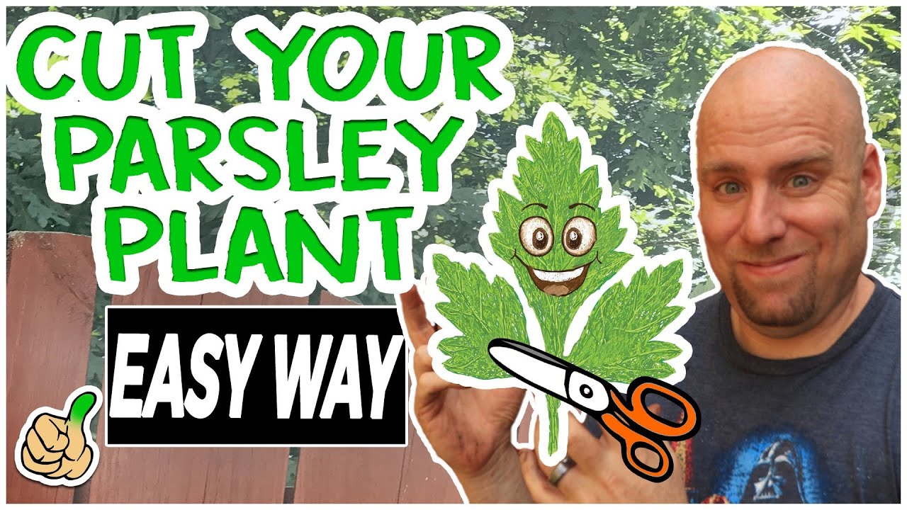 Pruning Parsley: How to Prune Parsley to Promote Growth