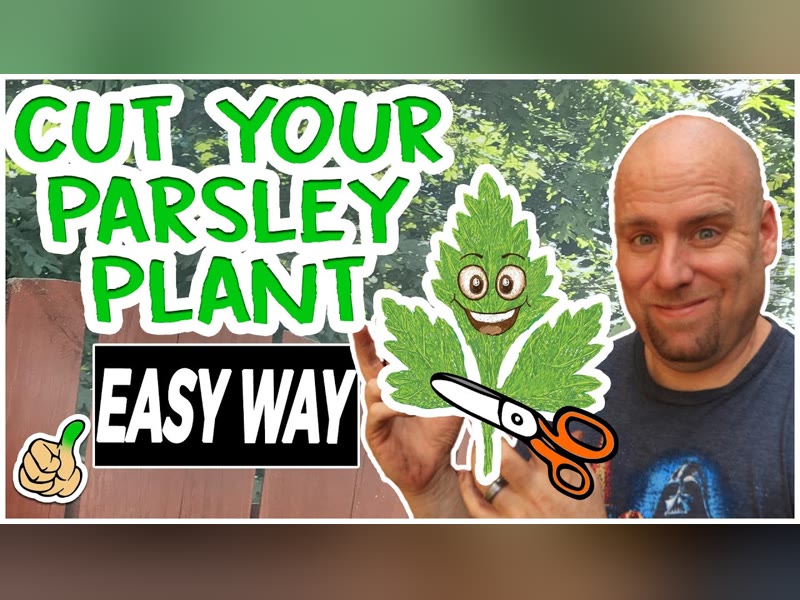My Green Thumb Gardener parsley pruning video